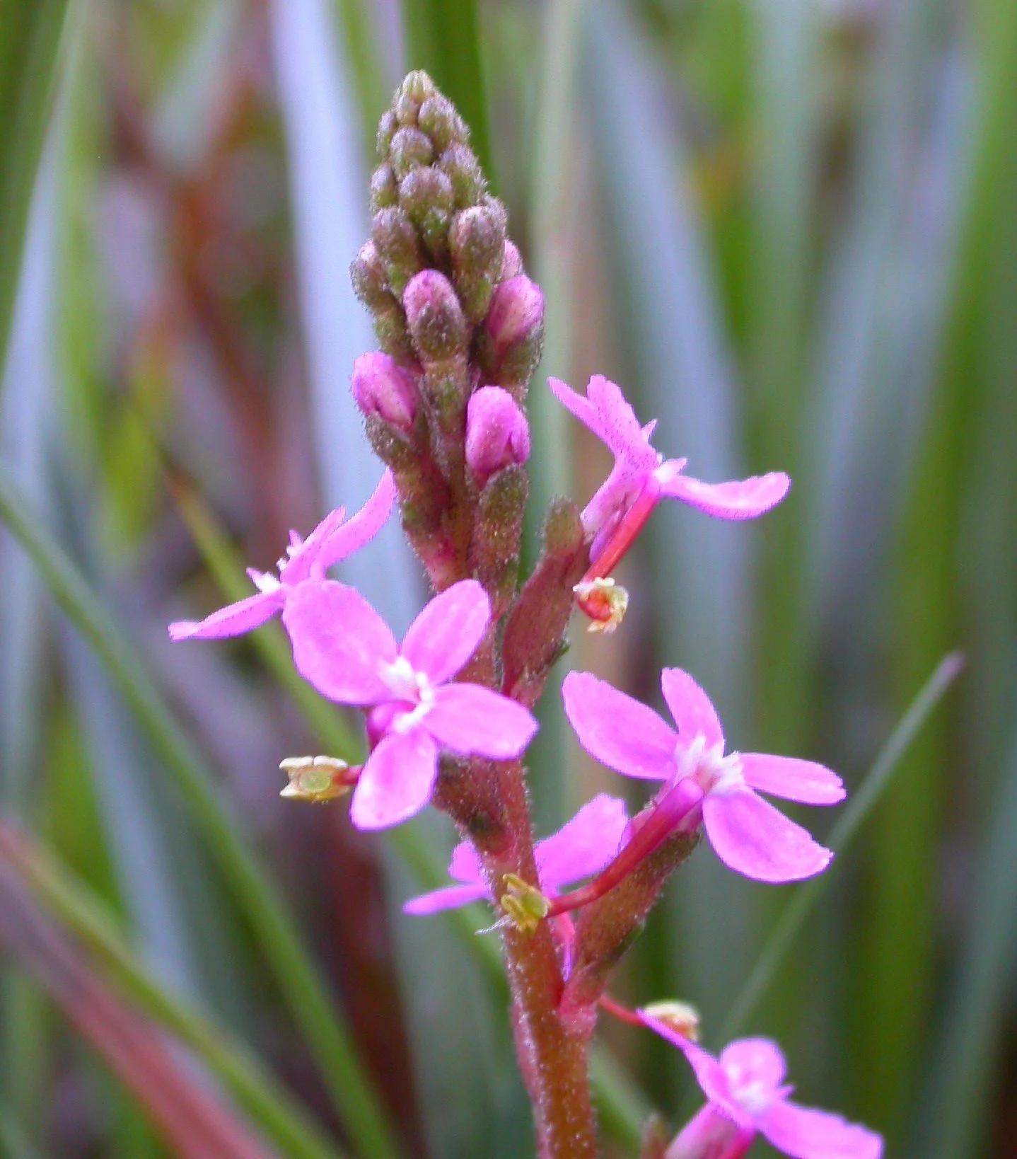 Stylidium Graminifolium (Grass Triggerplant)