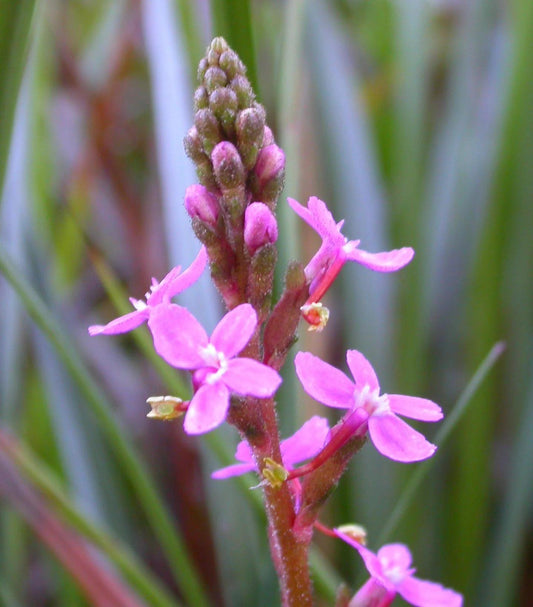 Stylidium Graminifolium (Grass Triggerplant)