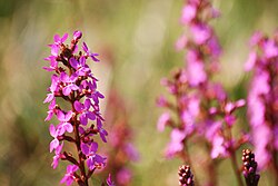 Stylidium ‘Pinkasaurus’ (Trigger Grass)