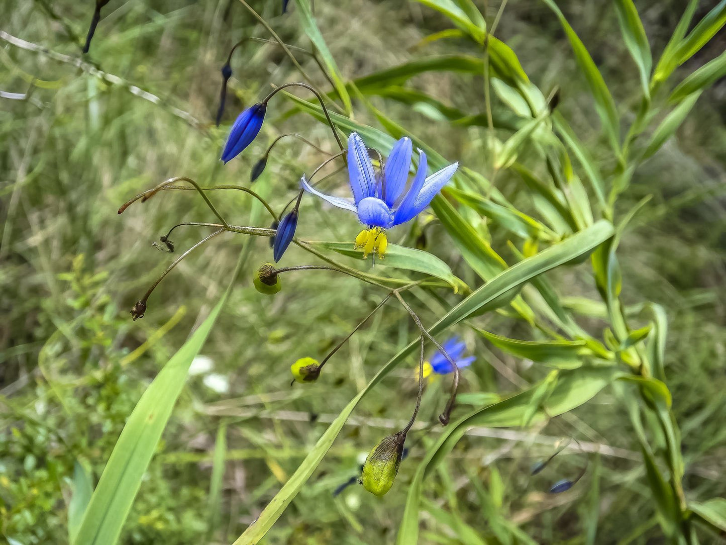 Stypandra Glauca (Nodding Blue Lily)