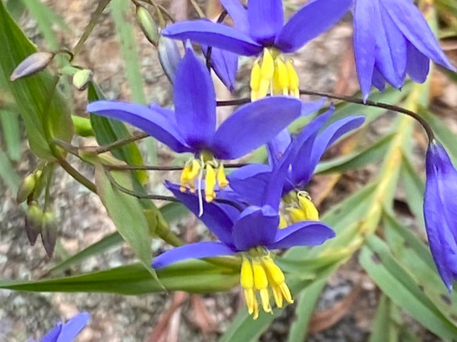 Stypandra Glauca (Nodding Blue Lily)