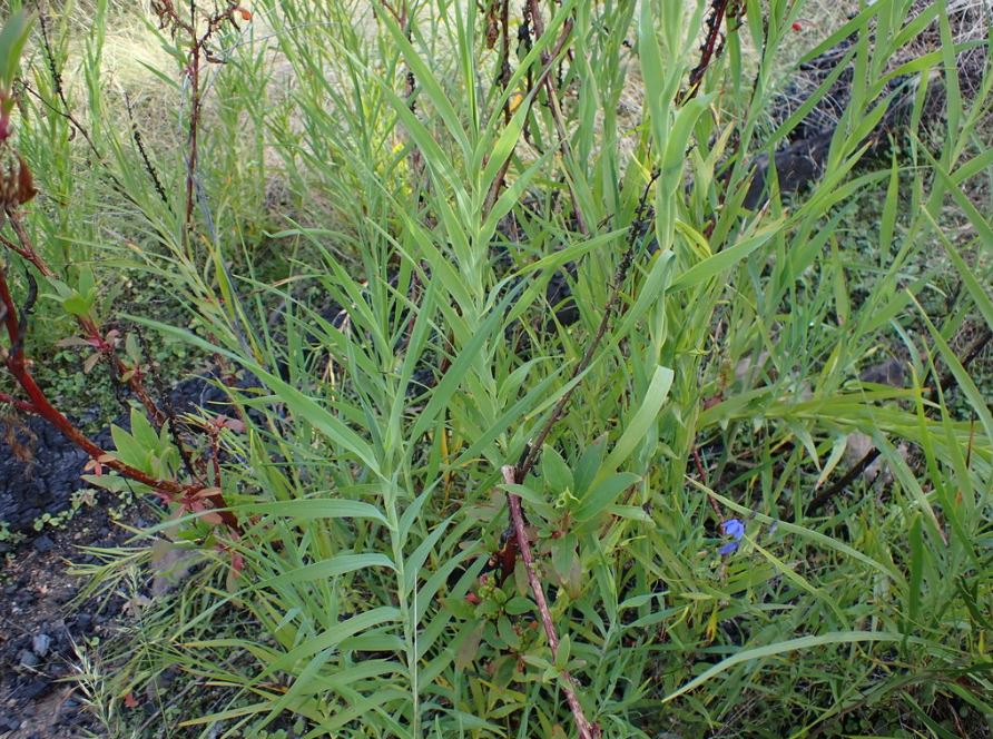 Stypandra Glauca (Nodding Blue Lily)