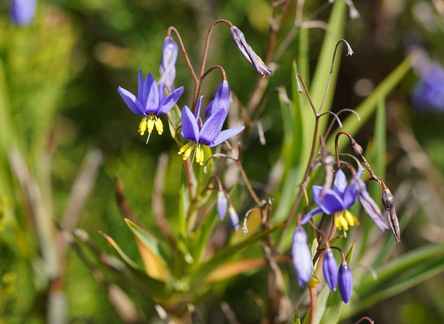 Stypandra Glauca (Nodding Blue Lily)