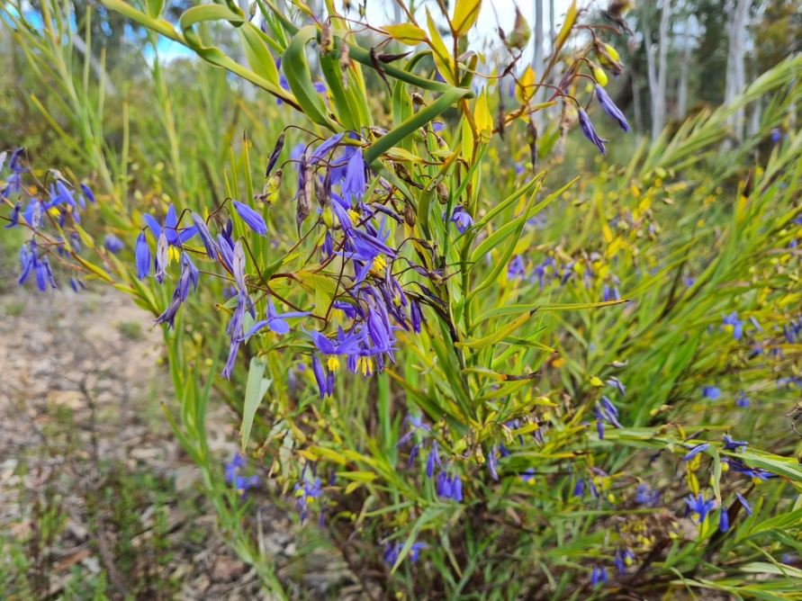Stypandra Glauca (Nodding Blue Lily)
