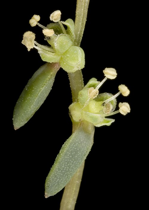 Suaeda australis (Austral Seablite)