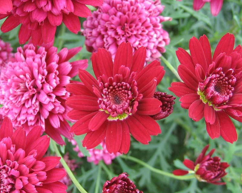Argyranthemum Frutescens (Sugar Cheer Federation Daisy)