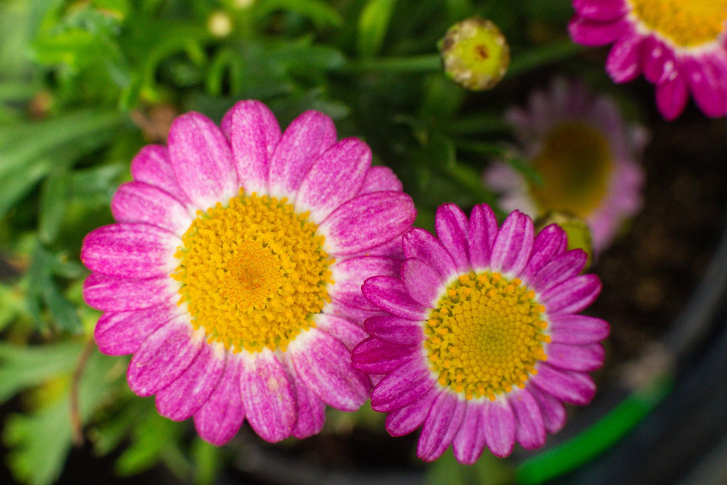 Argyranthemum Frutescens (Sugar Cheer Federation Daisy)