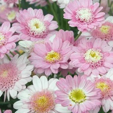 Argyranthemum Frutescens (Sugar Cheer Federation Daisy)