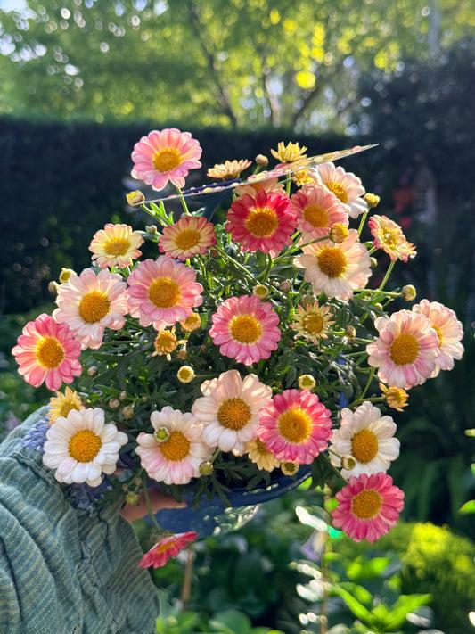 Argyranthemum Frutescens (Sugar Cheer Federation Daisy)