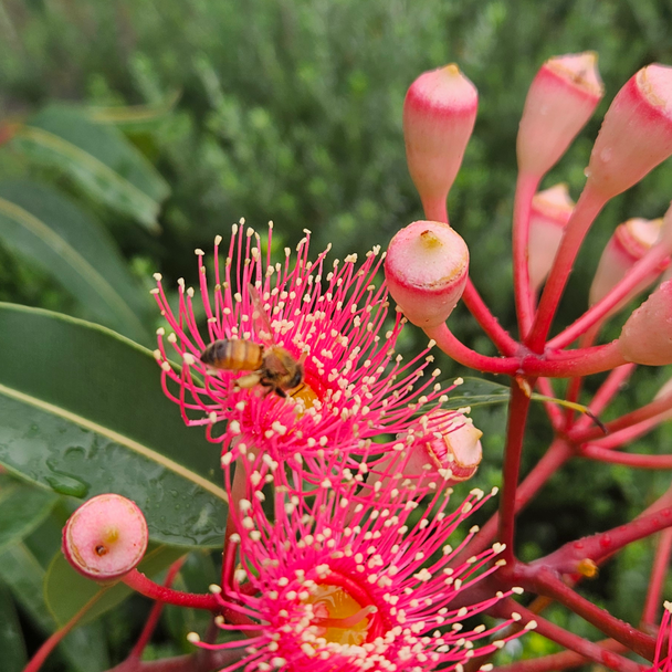 Corymbia 'Summer Beauty'