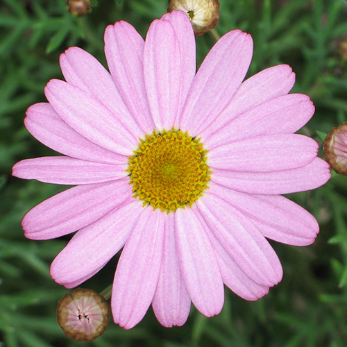 Argyranthemum Summit Pink 'Federation Daisy'