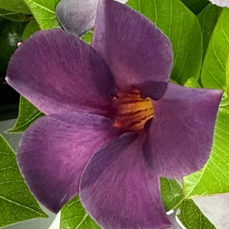 Mandevilla Sun Parasol® ‘Bluephoria’ (Climbing Mandevilla)
