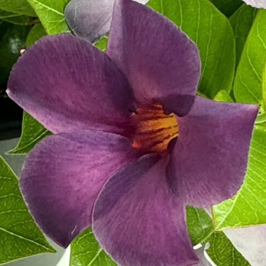 Mandevilla Sun Parasol® ‘Bluephoria’ (Climbing Mandevilla)