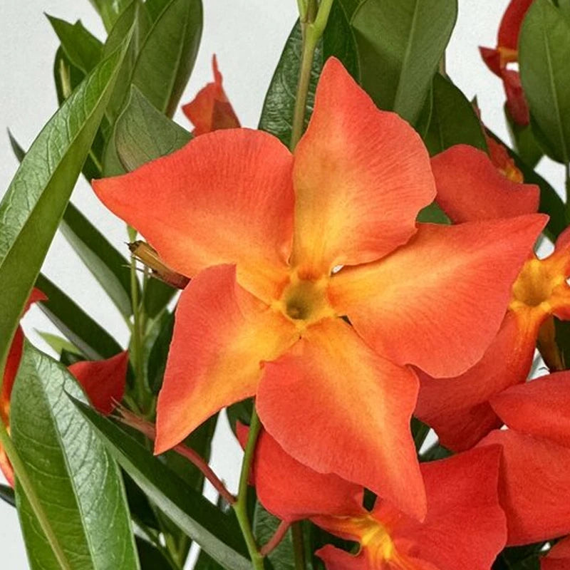 Mandevilla Sun Parasol® ‘Fired Up Orange’