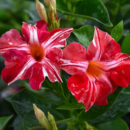 Mandevilla Stars and Stripes