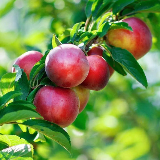 Prunus Persica var. Nucipersica ‘Sun Snow’ (Sun Snow Nectarine)
