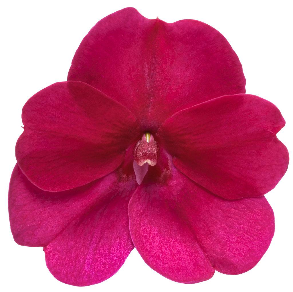 Impatiens × hybrida ‘SunPatiens Compact Royal Magenta’ (Royal Magenta New Guinea Impatiens)