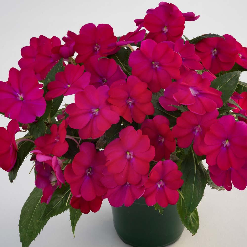 Impatiens × hybrida ‘SunPatiens Compact Royal Magenta’ (Royal Magenta New Guinea Impatiens)