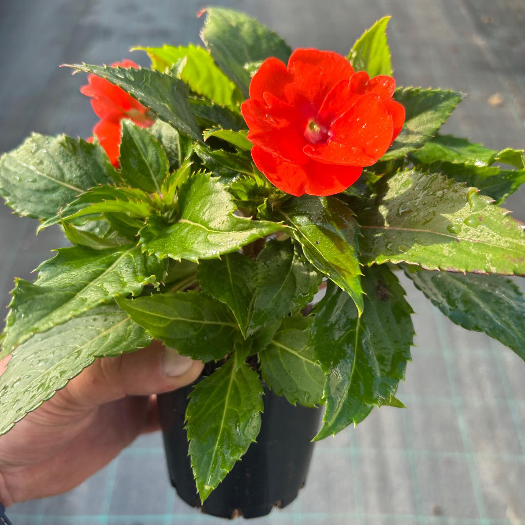 Impatiens Hybrid ‘Sunpatiens Electric Orange’ (Sunpatiens)