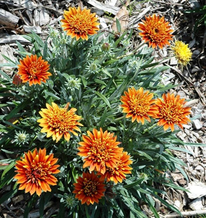 Gazania Splendens ‘Sunset Jane’ (Treasure Flower)