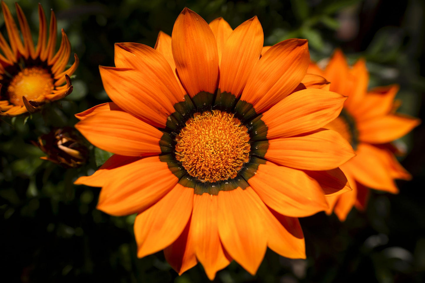 Gazania Splendens ‘Sunset Jane’ (Treasure Flower)