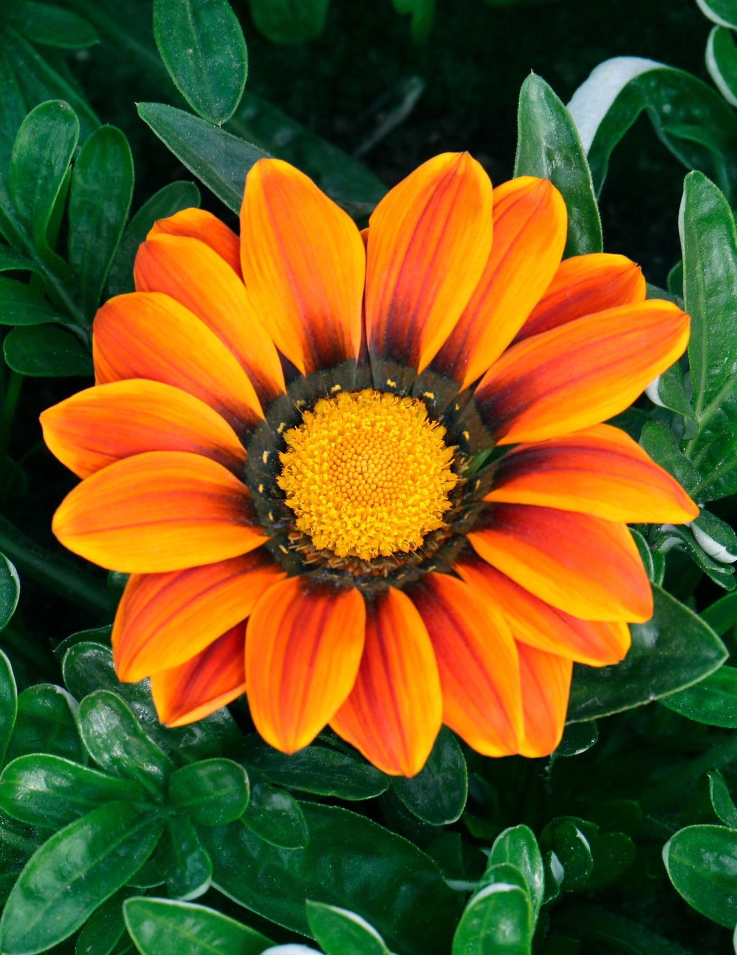 Gazania Splendens ‘Sunset Jane’ (Treasure Flower)