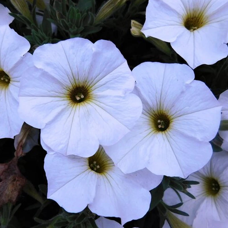Petchoa SuperCal® Pearl White (Petchoa)