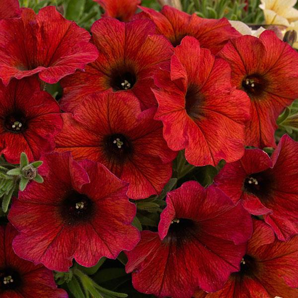 Petunia × Calibrachoa ‘SuperCal Premium Bordeaux’
