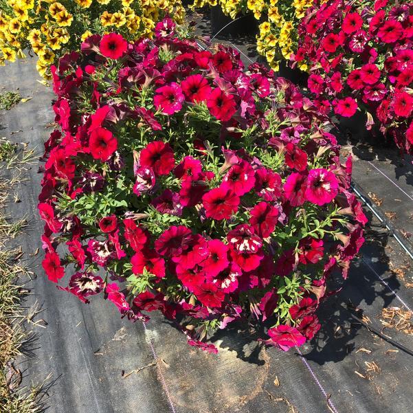 Petunia × Calibrachoa ‘SuperCal Premium Bordeaux’