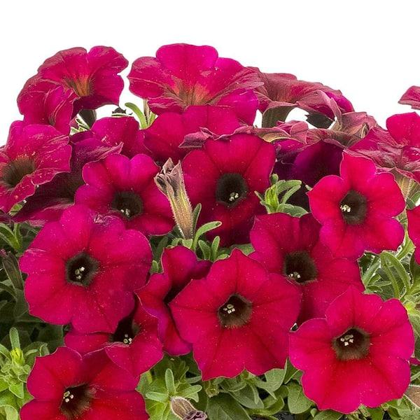 Petunia × Calibrachoa ‘SuperCal Premium Bordeaux’