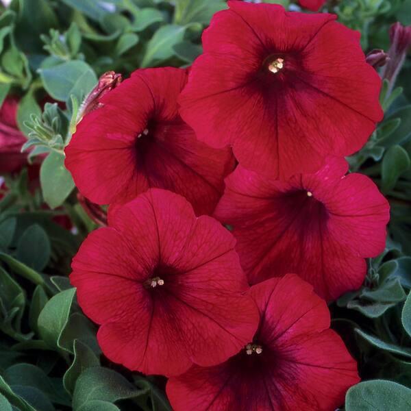 Petunia × Calibrachoa ‘SuperCal Premium Bordeaux’