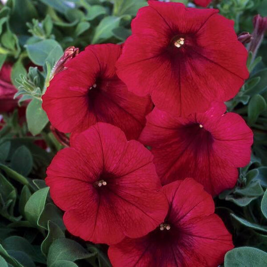 Petunia × Calibrachoa ‘SuperCal Premium Bordeaux’