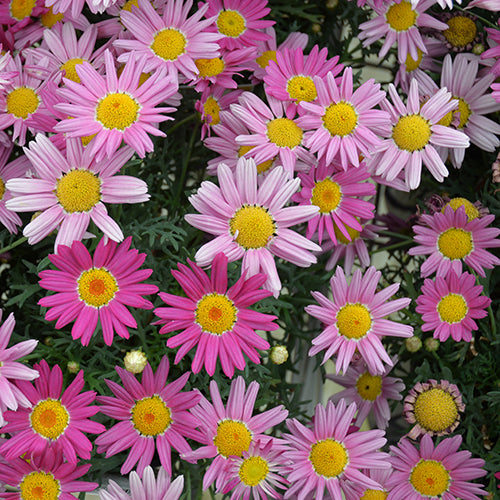 Argyranthemum frutescens (Argyranthemum Superior Purple PBR)