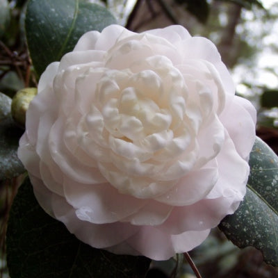 Camellia japonica ‘Susan Stone’ (Japanese Camellia)
