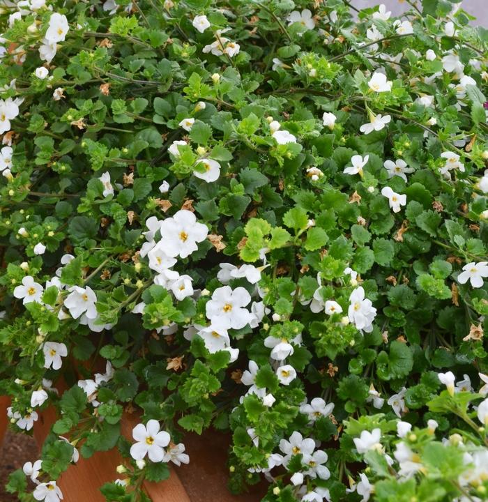Sutera Cordata 'Bahia White Sand' (Bacopa)