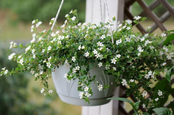 Sutera Cordata 'Snowflake' (Snowflake Bacopa)