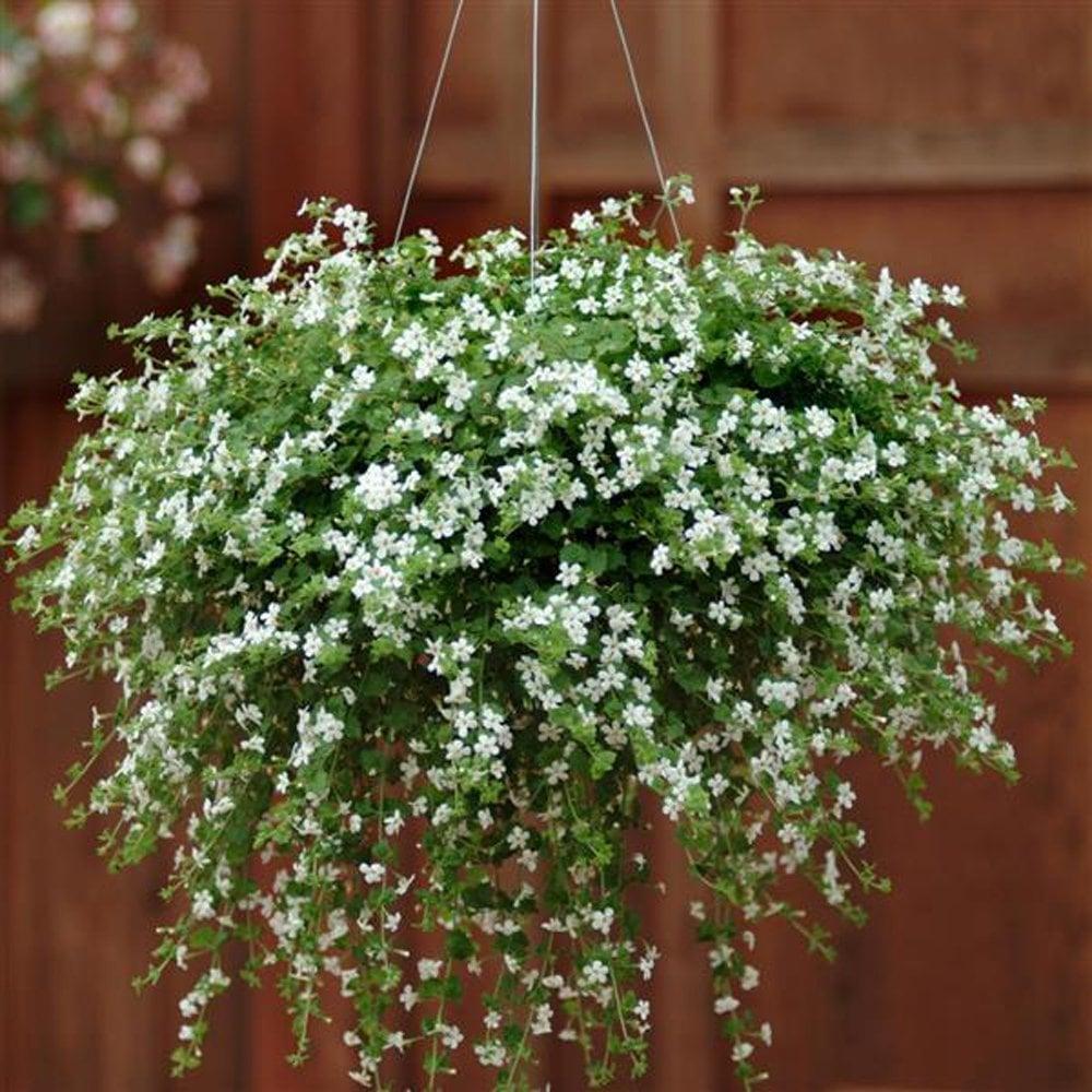 Sutera Cordata 'Snowflake' (Snowflake Bacopa)