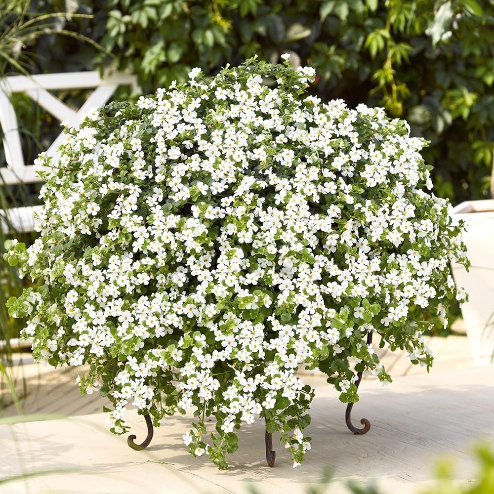 Sutera Cordata 'Snowflake' (Snowflake Bacopa)