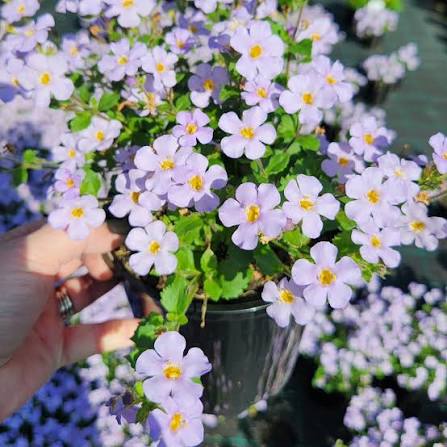 Sutera Cordata 'Snowstorm Glacier Blue' (Bacopa)