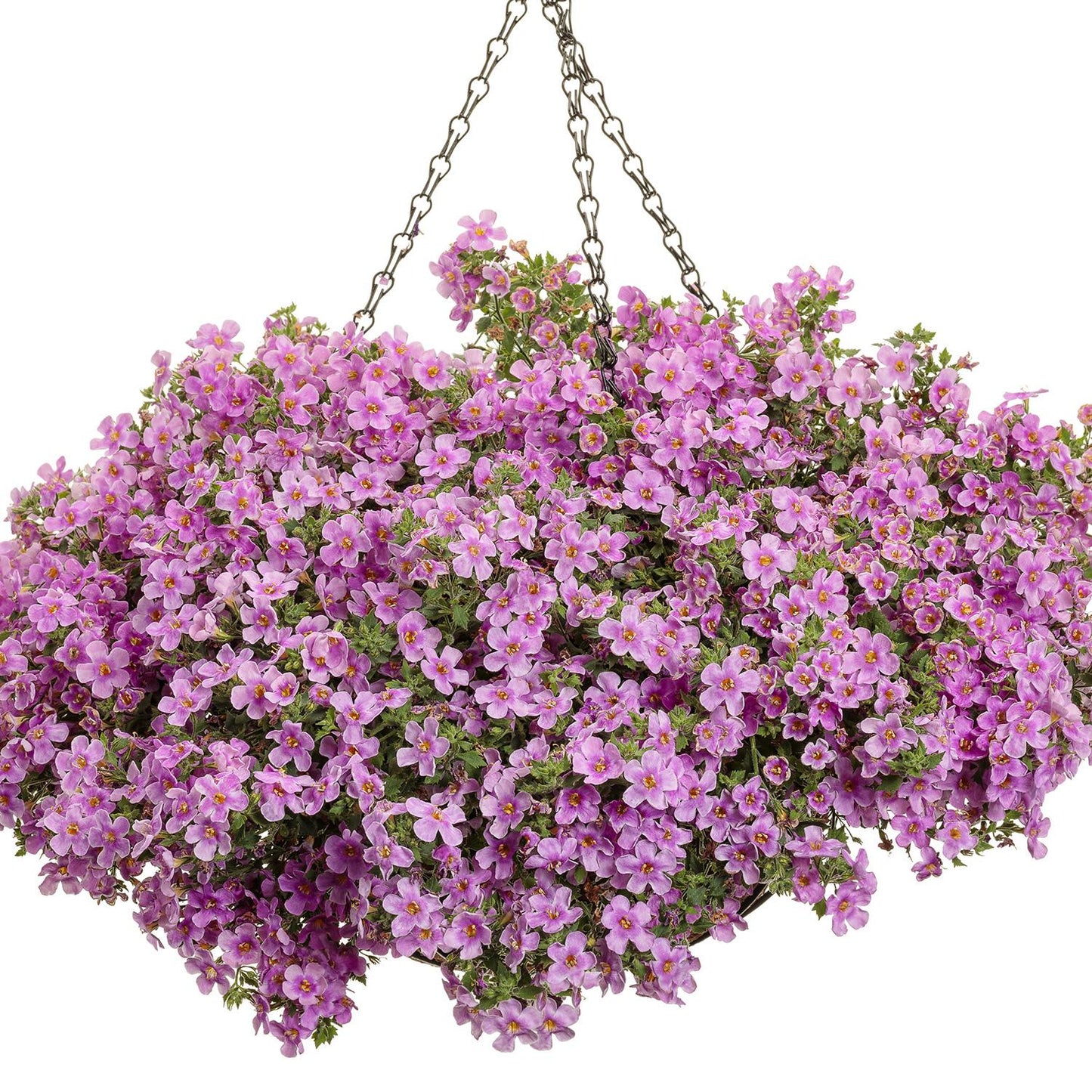 Sutera Cordata 'Snowstorm Pink' (Bacopa)