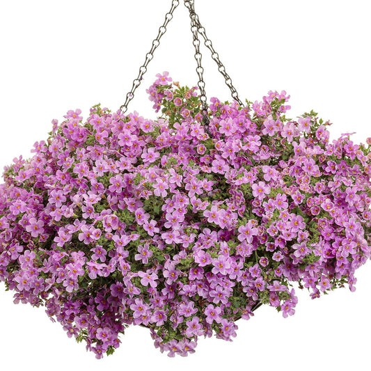 Sutera Cordata 'Snowstorm Pink' (Bacopa)