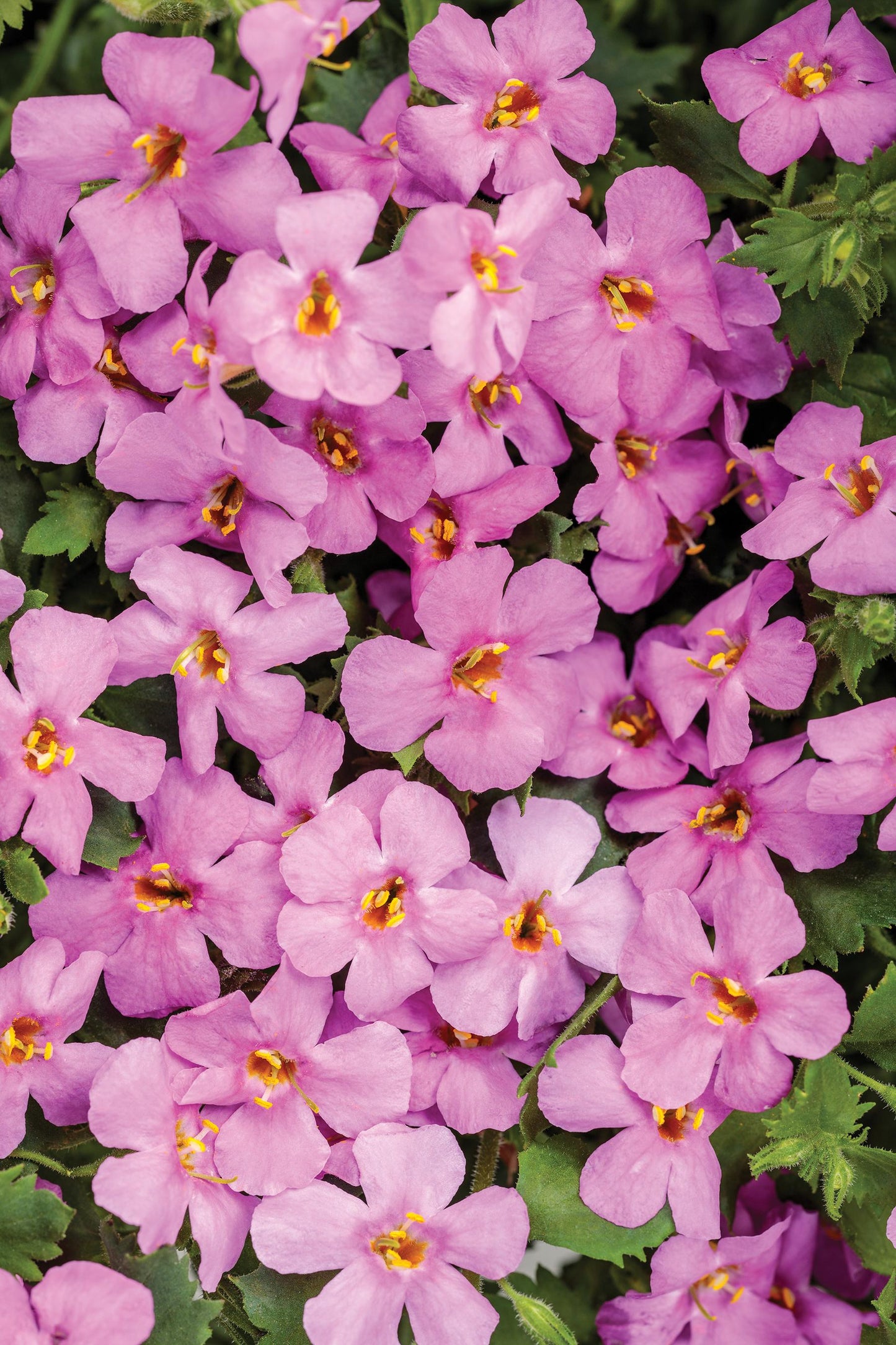Sutera Cordata 'Snowstorm Pink' (Bacopa)