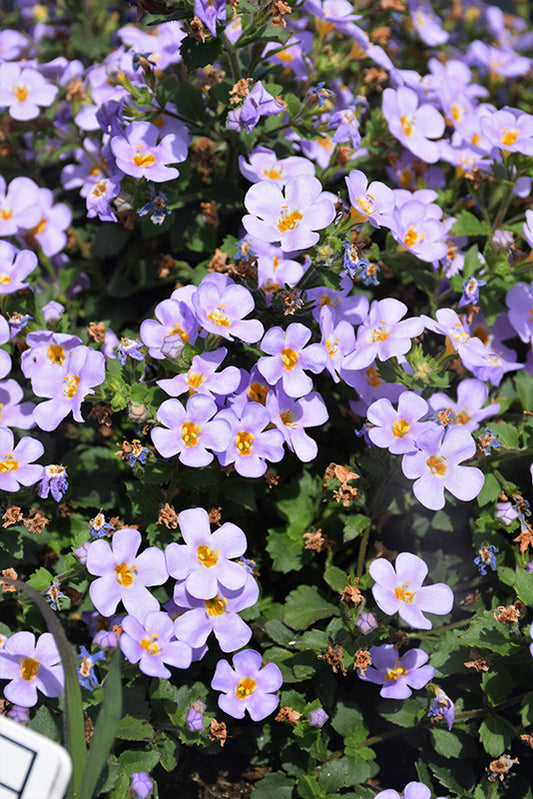 Sutera Cordata 'Snowstorm Glacier Blue' (Bacopa)