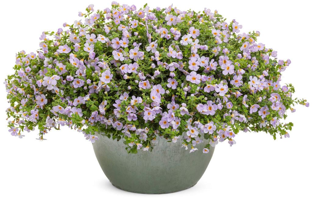 Sutera Cordata 'Snowstorm Glacier Blue' (Bacopa)