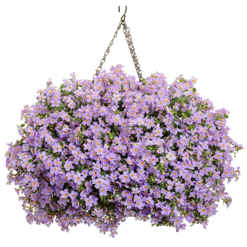 Sutera Cordata 'Snowstorm Glacier Blue' (Bacopa)