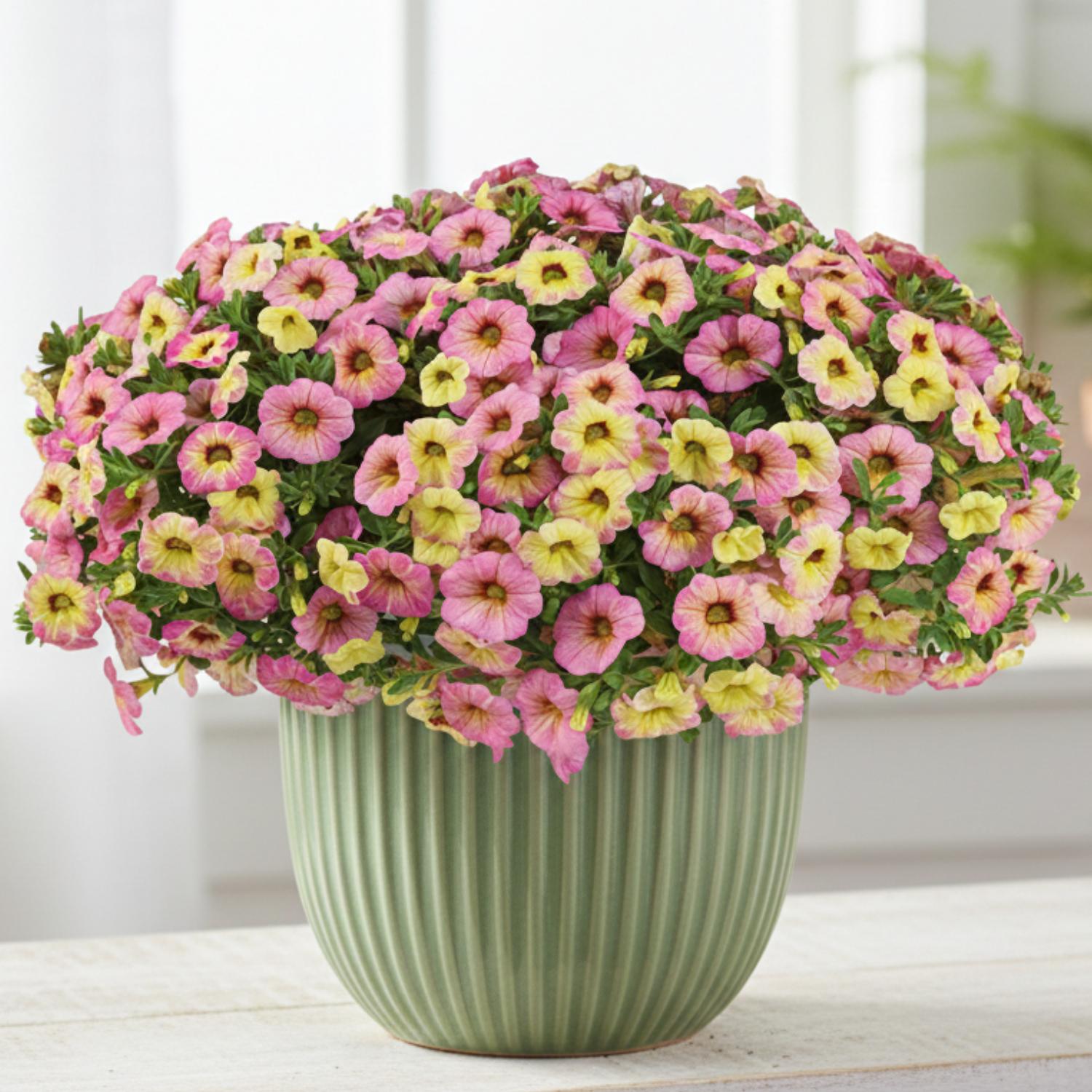 Calibrachoa 'Aloha Ombre Pink' (Aloha Ombre Pink Calibrachoa)