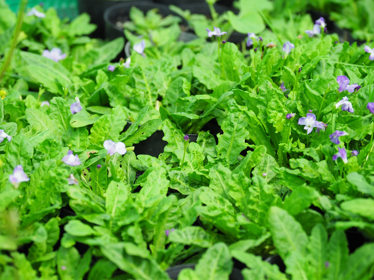 Mazus Pumilio Blue (Swamp Mazus)