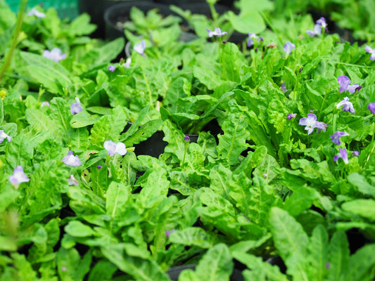 Mazus Pumilio Blue (Swamp Mazus)