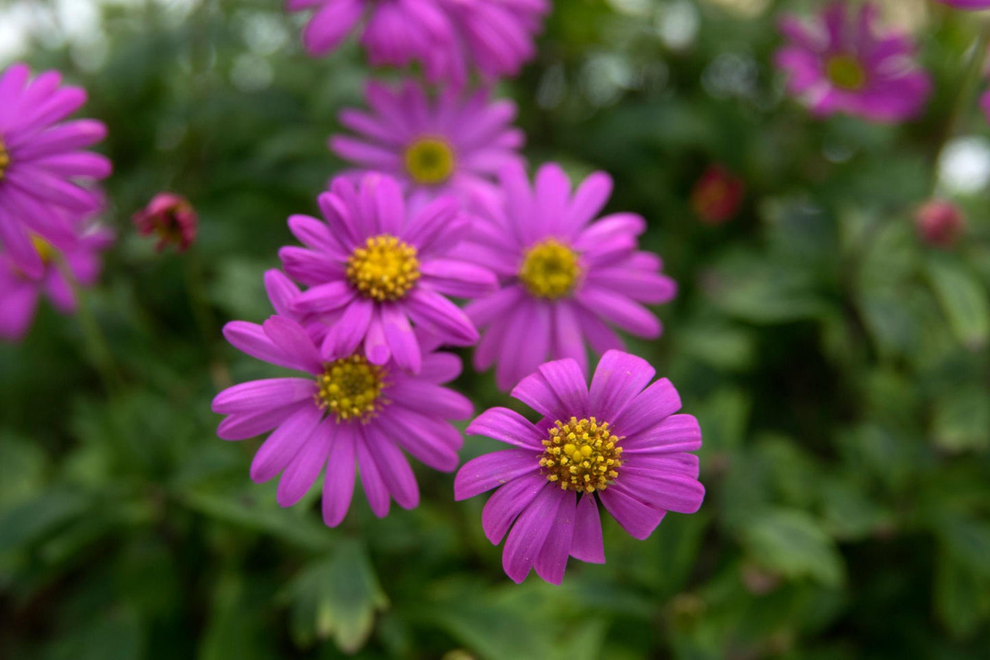 Brachyscome ‘Bonstar® Bright Pink’ (Swan River Daisy)