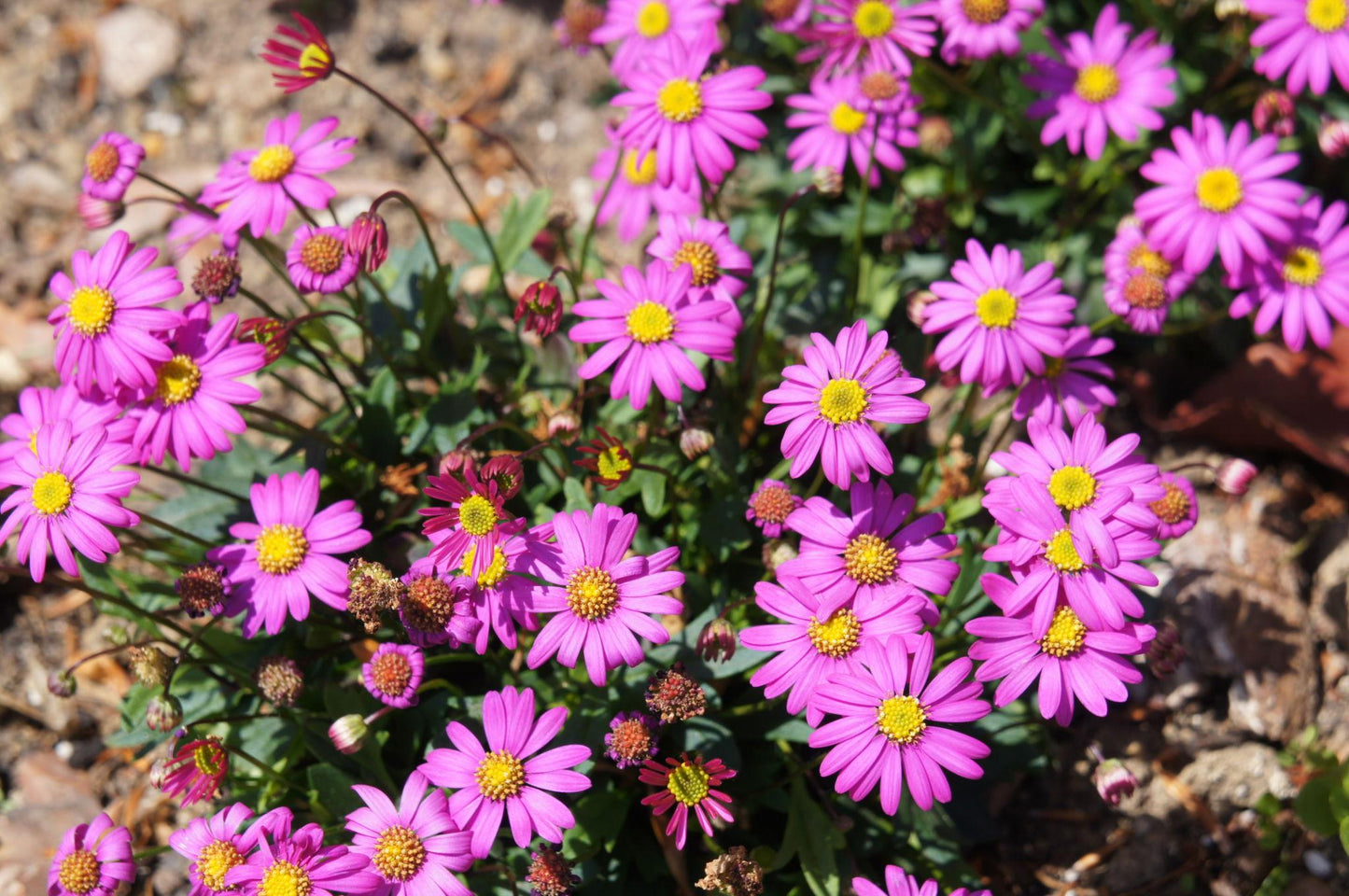 Brachyscome ‘Bonstar® Bright Pink’ (Swan River Daisy)